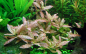 Preview: Hygrophila polysperma 'Rosanervig' - rosanerviger Indischer Wasserfreund